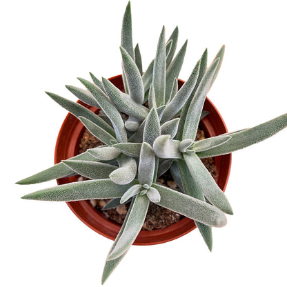 Crassula Mesembryanthemoides 'Tenelli' (4 inch) image 0
