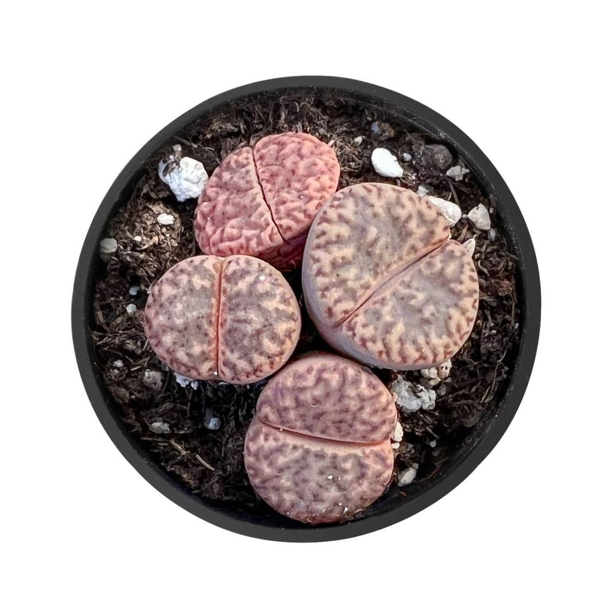 Lithops bromfieldii var. glaudinae image 0