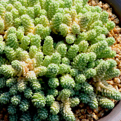 Sedum Dasyphyllum 'Major' (4 inch) image 4