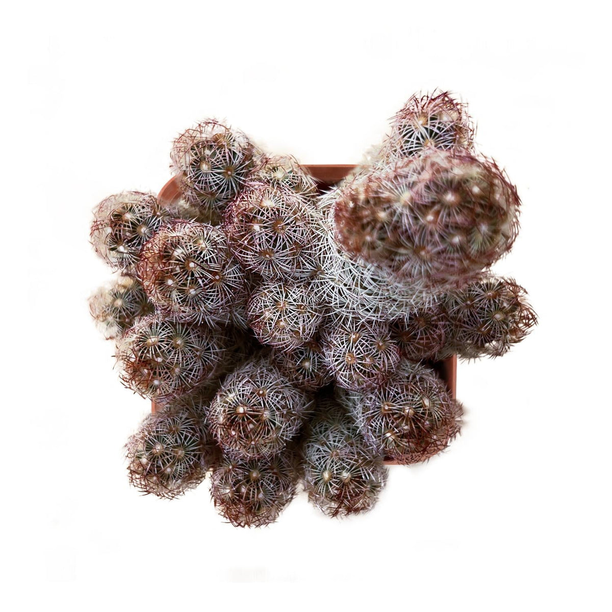Mammillaria elongata 'Copper King' image 0