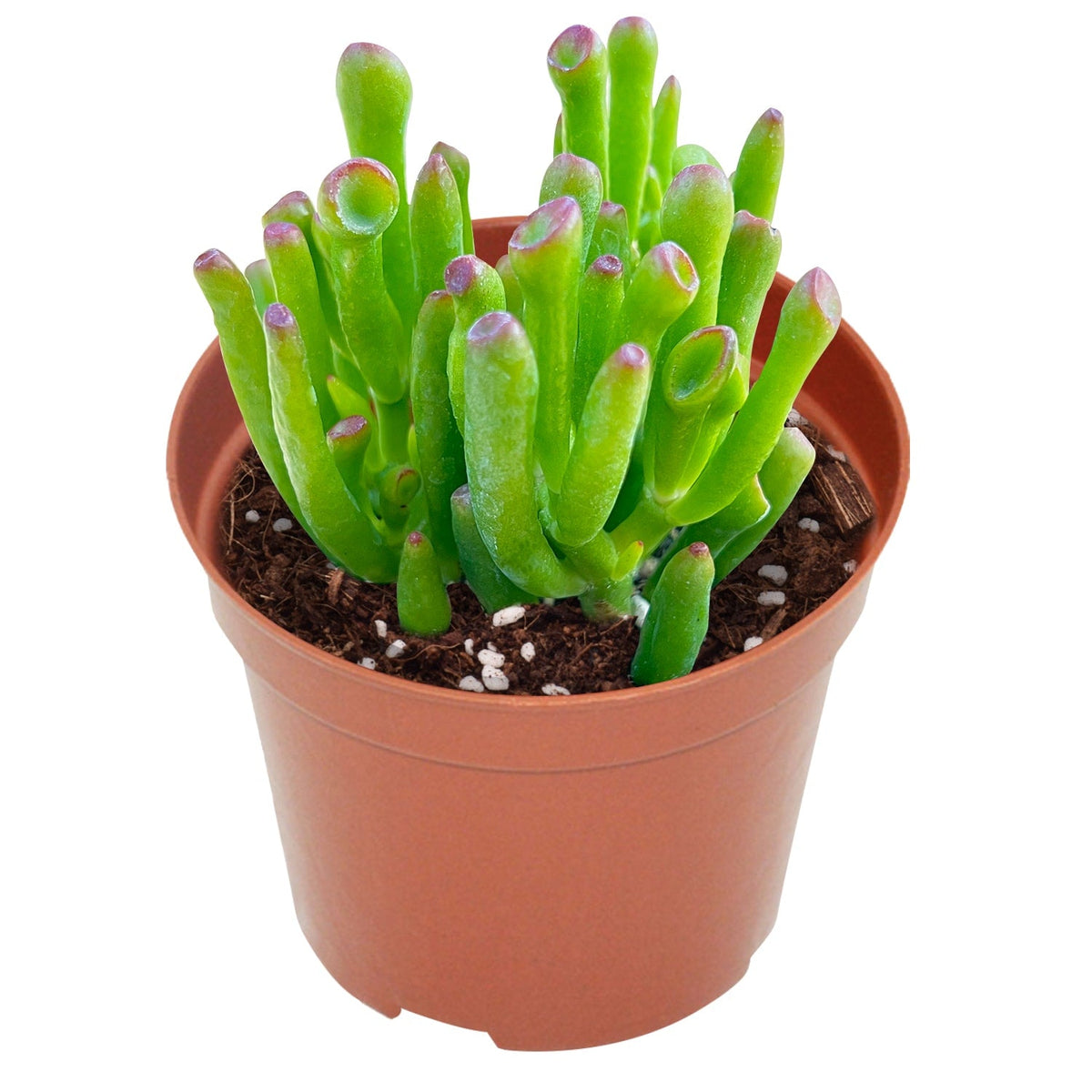 Crassula Ovata 'Gollum' (4 inch) image 0