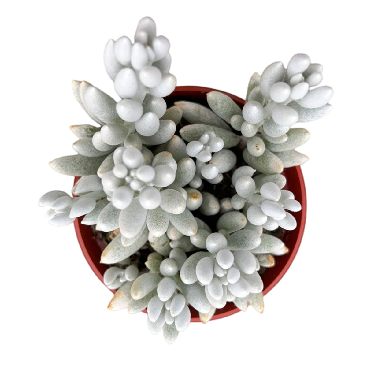 Senecio Haworthii - Cocoon Plant (Wooly Senecio) (4 inch) image 0
