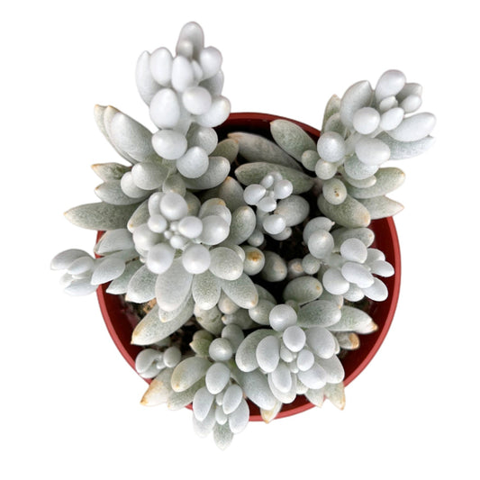 Senecio Haworthii - Cocoon Plant (Wooly Senecio) (4 inch) image 0