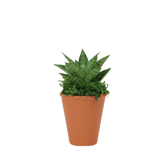 2.5" Sansevieria Tough Lady image 0