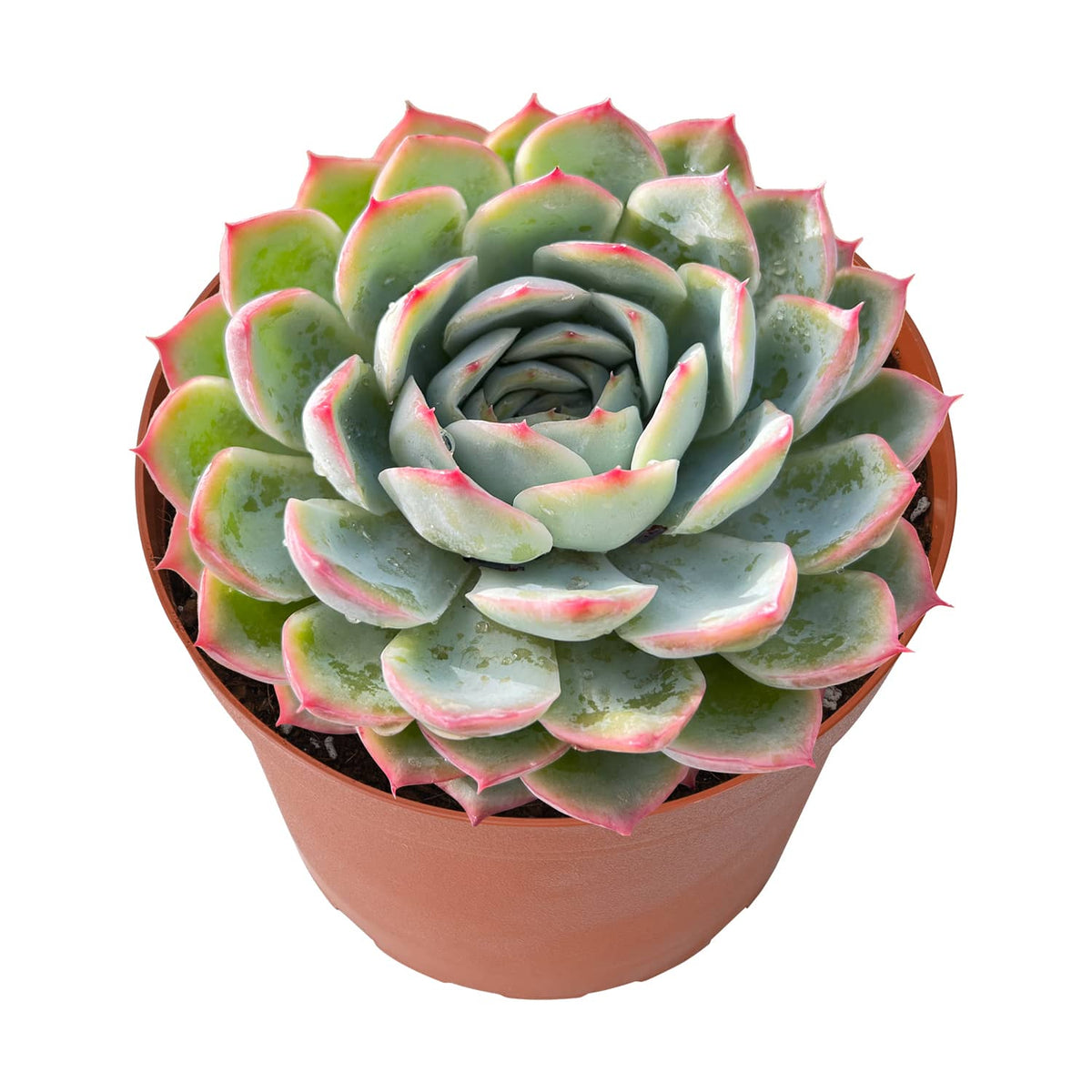 Echeveria 'Silhouette' (6 inch) image 1