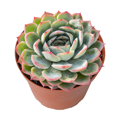 Echeveria 'Silhouette' (6 inch) image 1