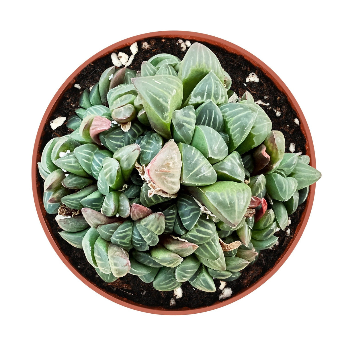 Haworthia retusa (L.) Duval /Star Cactus (4 inch) image 0