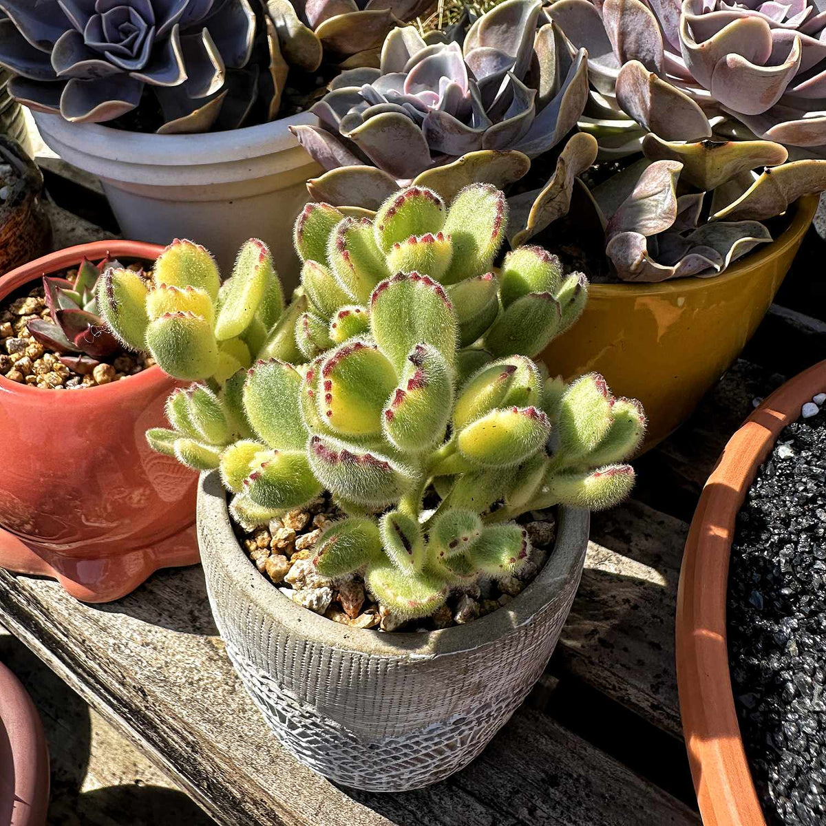 Cotyledon Tomentosa Variegated image 3