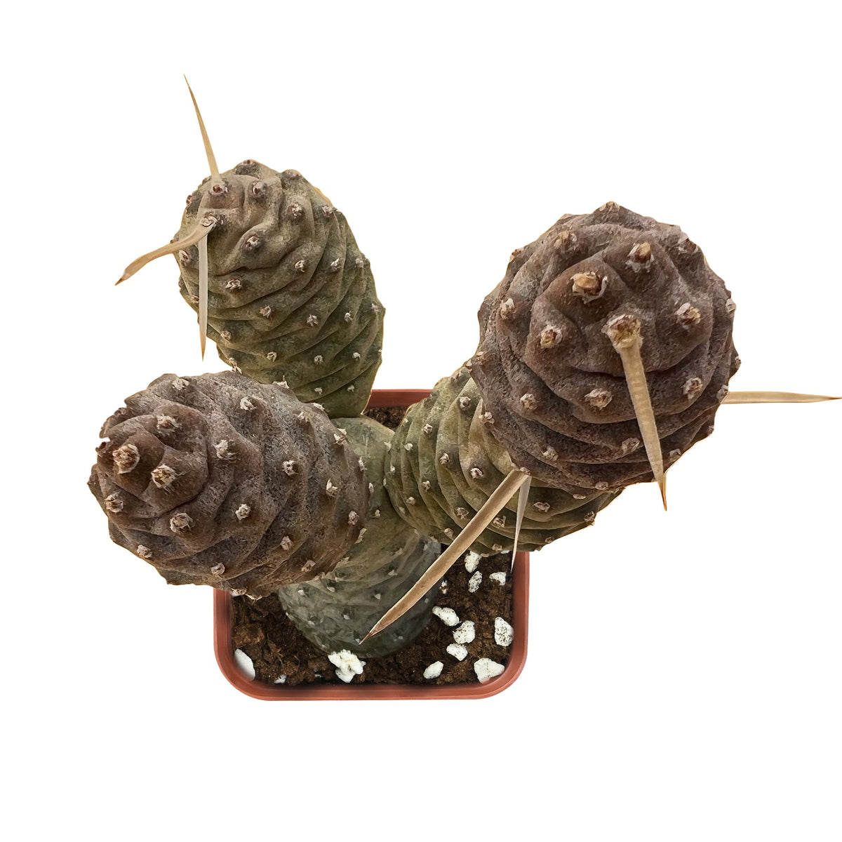 Tephrocactus articulatus var. inermis / Pine Cone Cactus image 0