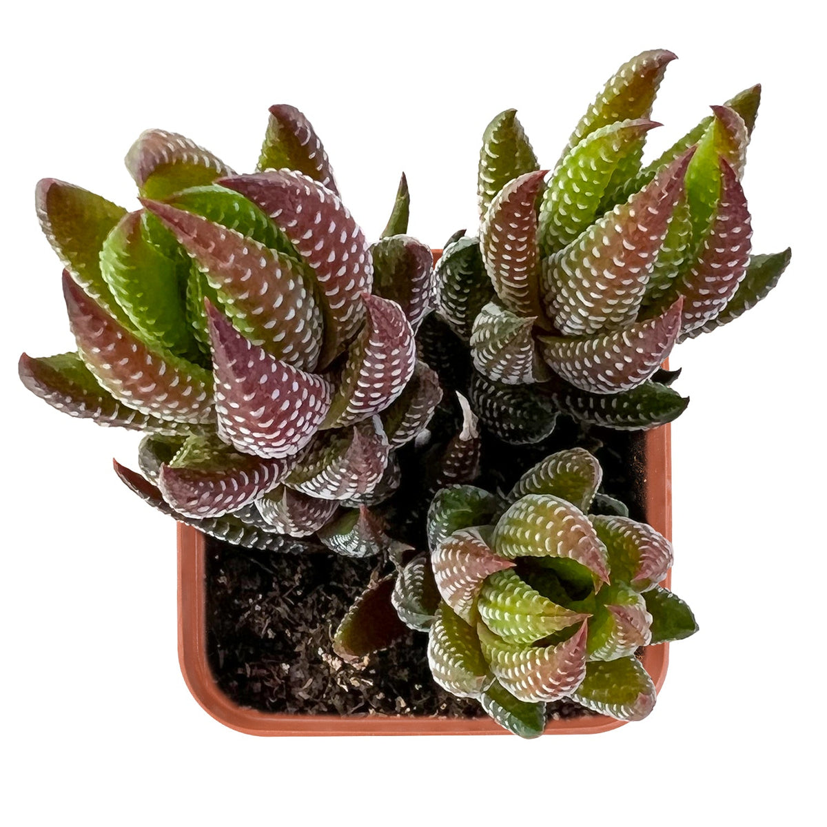Haworthia coarctata var. adelaidensis image 1