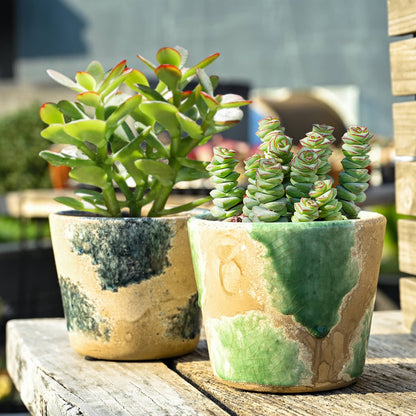 Crassula 'Baby Necklace' image 3