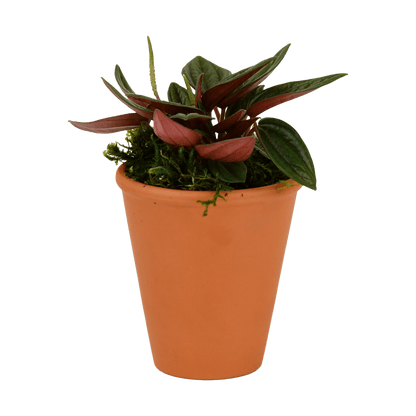 2.5" Peperomia, Rosso image 0