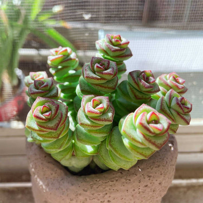 Crassula 'Baby Necklace' image 2