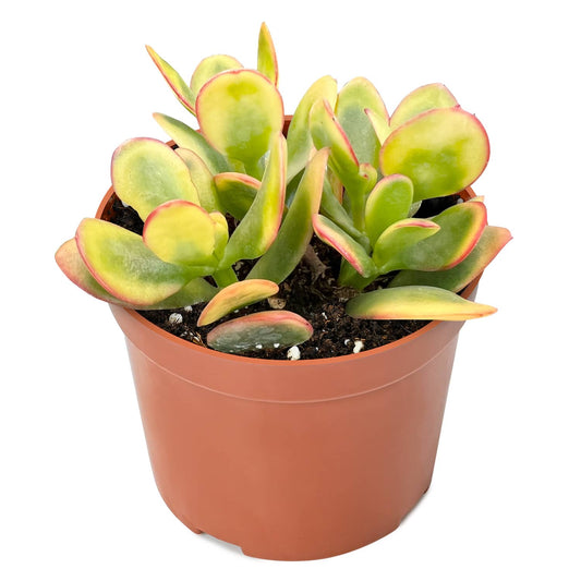 Crassula Ovata 'Hummel Sunset' (4 inch) image 0
