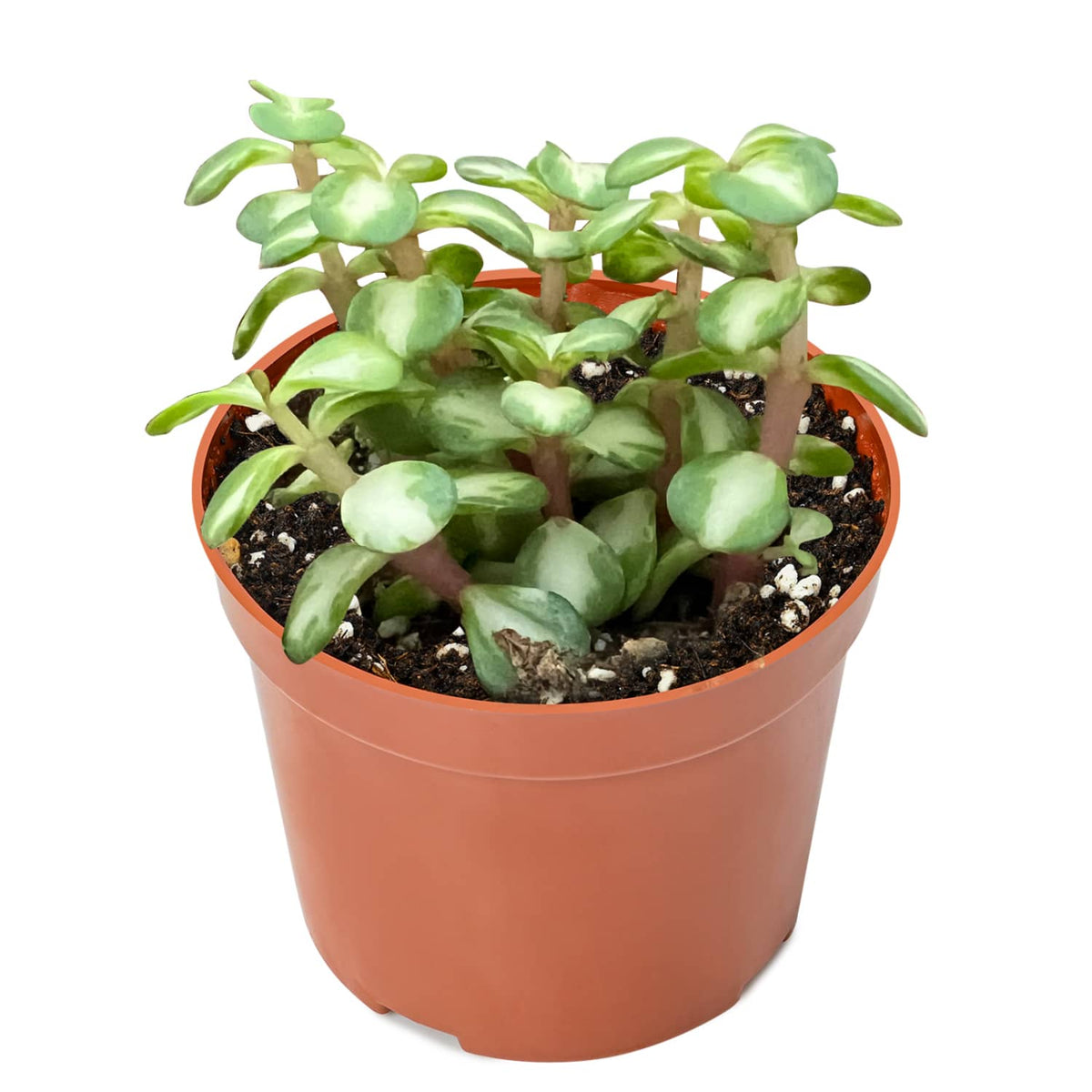 Portulacaria afra "Medio-picta' / Midstripe Rainbow Bush (4 inch) image 0