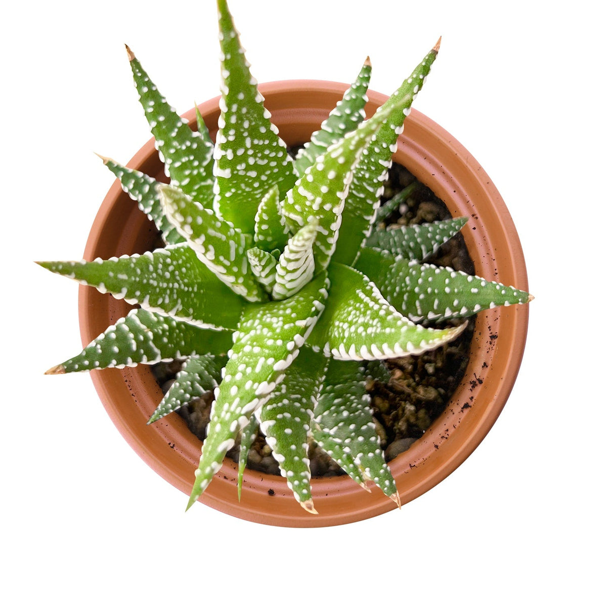 Haworthia fasciata 'Big Band' (4 inch) image 0