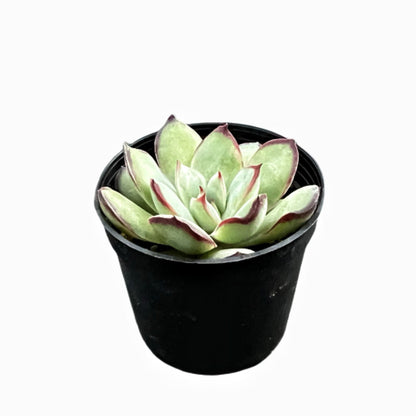 Echeveria Mexican Pulidonis image 1