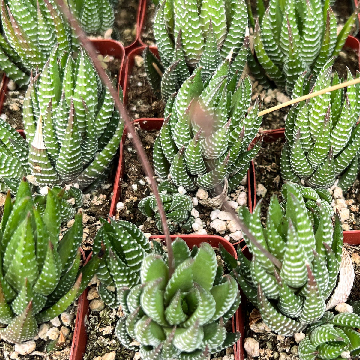 Haworthia coarctata image 2