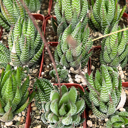 Haworthia coarctata image 2