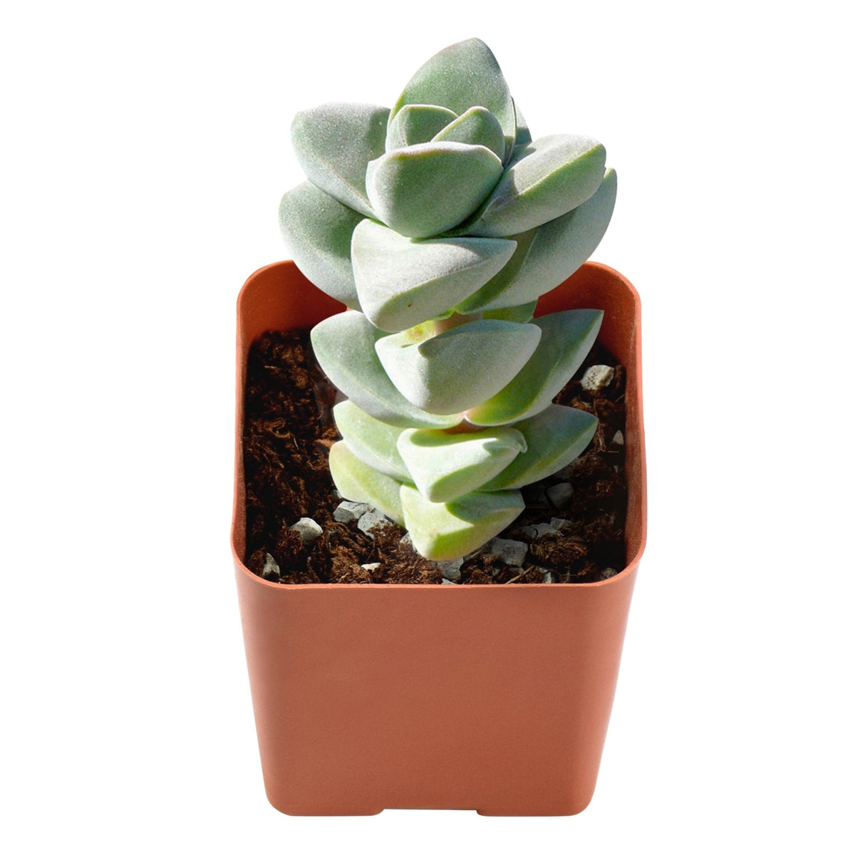 Crassula 'Moonglow' image 0