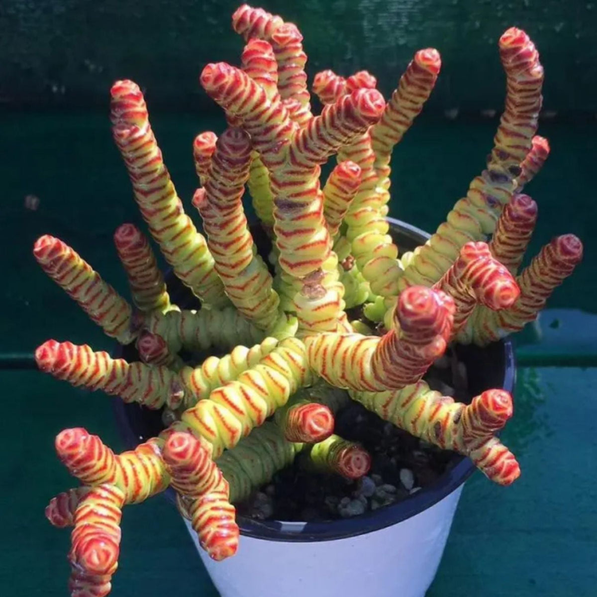 Crassula 'Baby's Necklace' (4 inch) image 2