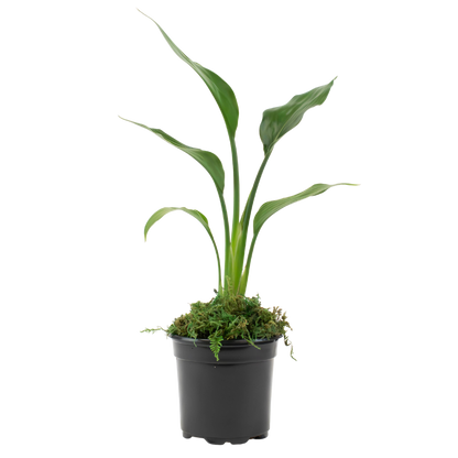 4" Bird of Paradise, Yellow image 1