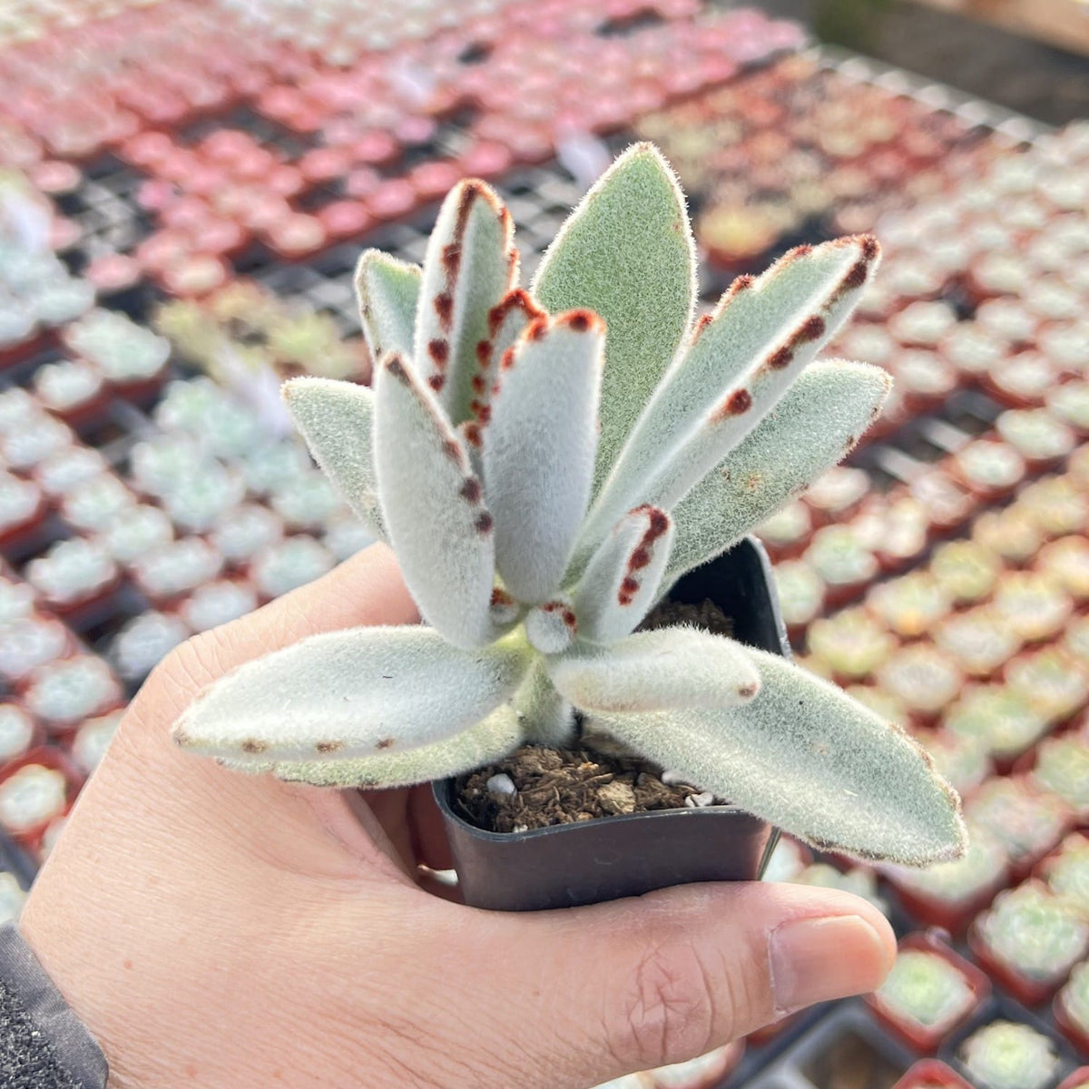 Kalanchoe Tomentosa Panda Plant image 2