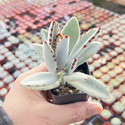 Kalanchoe Tomentosa Panda Plant image 2