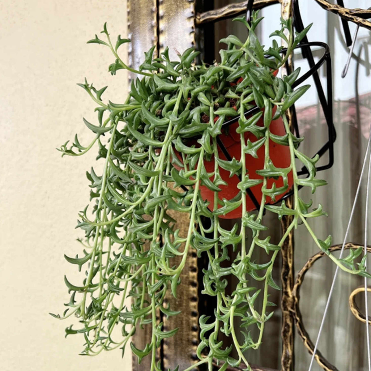 String of Dolphins/Senecio Peregrinus (4 inch) image 2