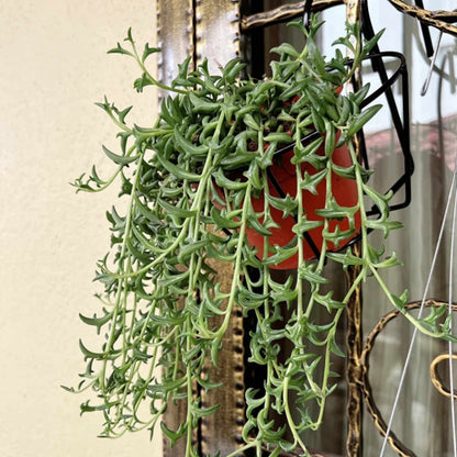 String of Dolphins/Senecio Peregrinus (4 inch) image 2