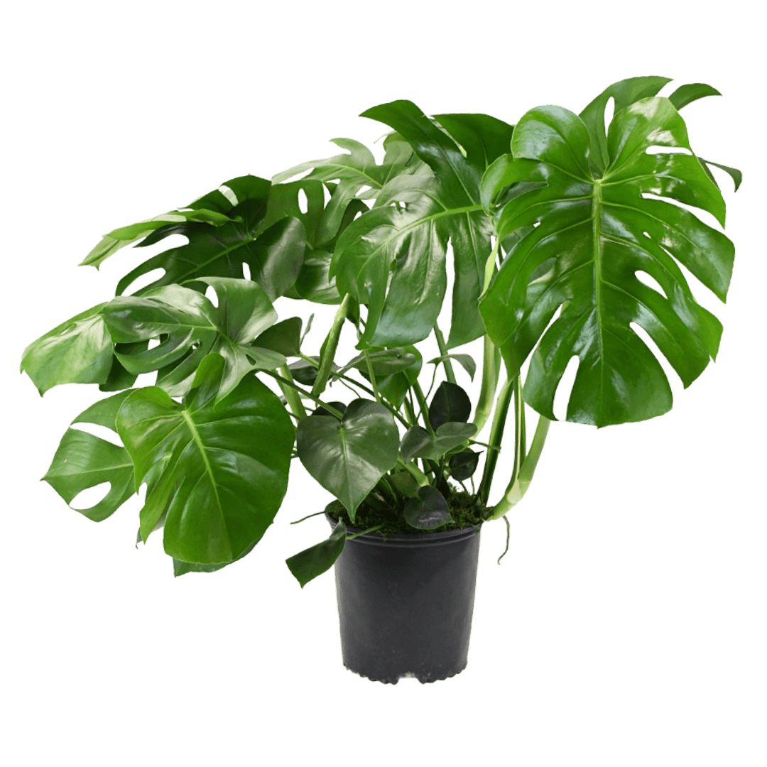 10" Monstera Split Leaf Philodendron image 0