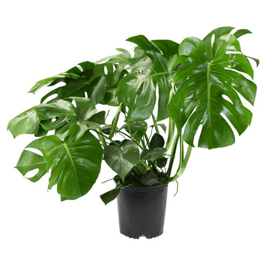 10" Monstera Split Leaf Philodendron image 0