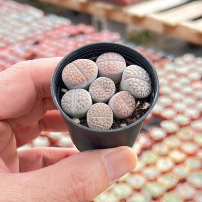 Lithops hookeri v. hookeri image 2