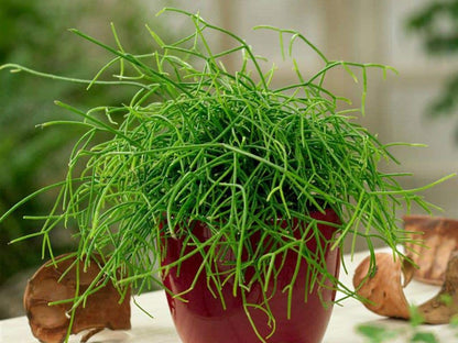 Rhipsalis baccifera/Mistletoe Cactus (4 inch) image 4