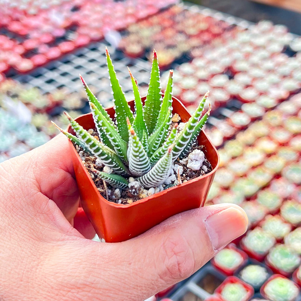 Haworthia fasciata 'Big Band' image 2
