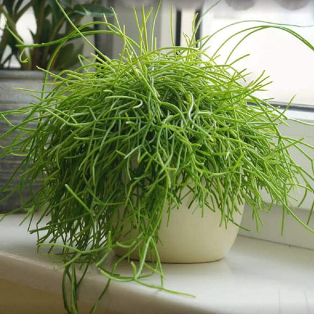Rhipsalis baccifera/Mistletoe Cactus (4 inch) image 1