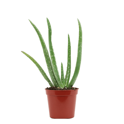 2.5" Aloe Vera image 2