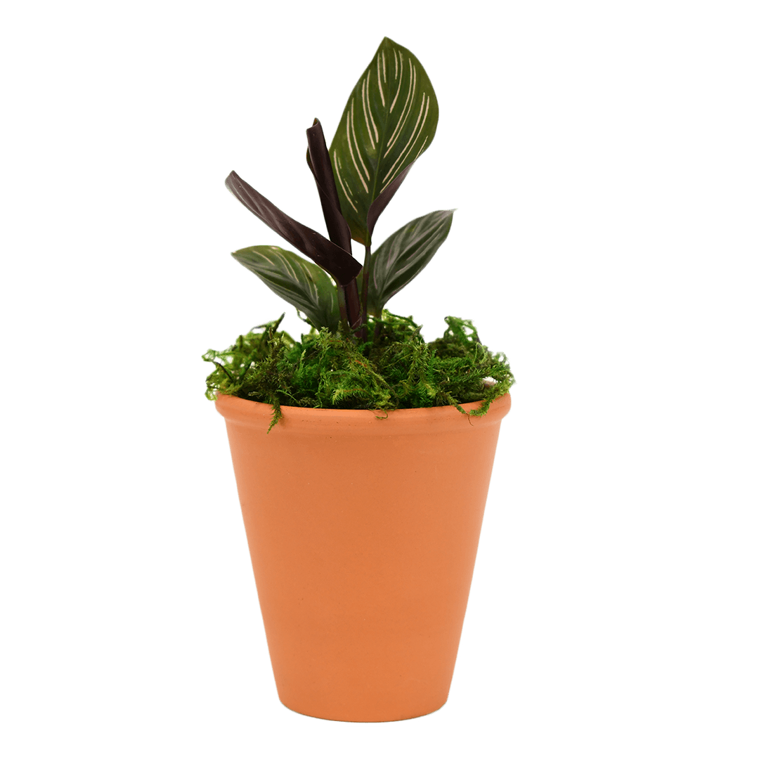2.5" Calathea Ornata image 0