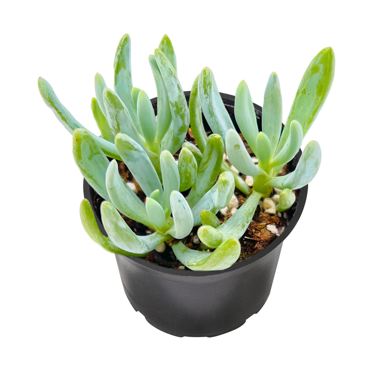 Curio repens / Mini Blue Chalk Sticks image 0