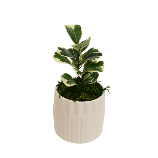 4" Ficus Triangularis Variegated image 0