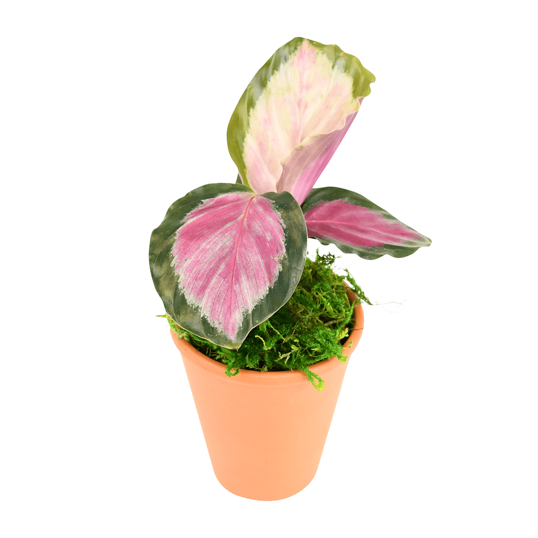 2.5" Calathea Rosy image 0