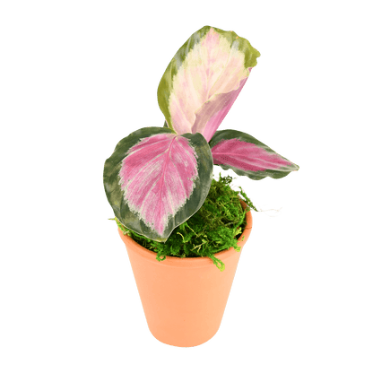 2.5" Calathea Rosy image 0