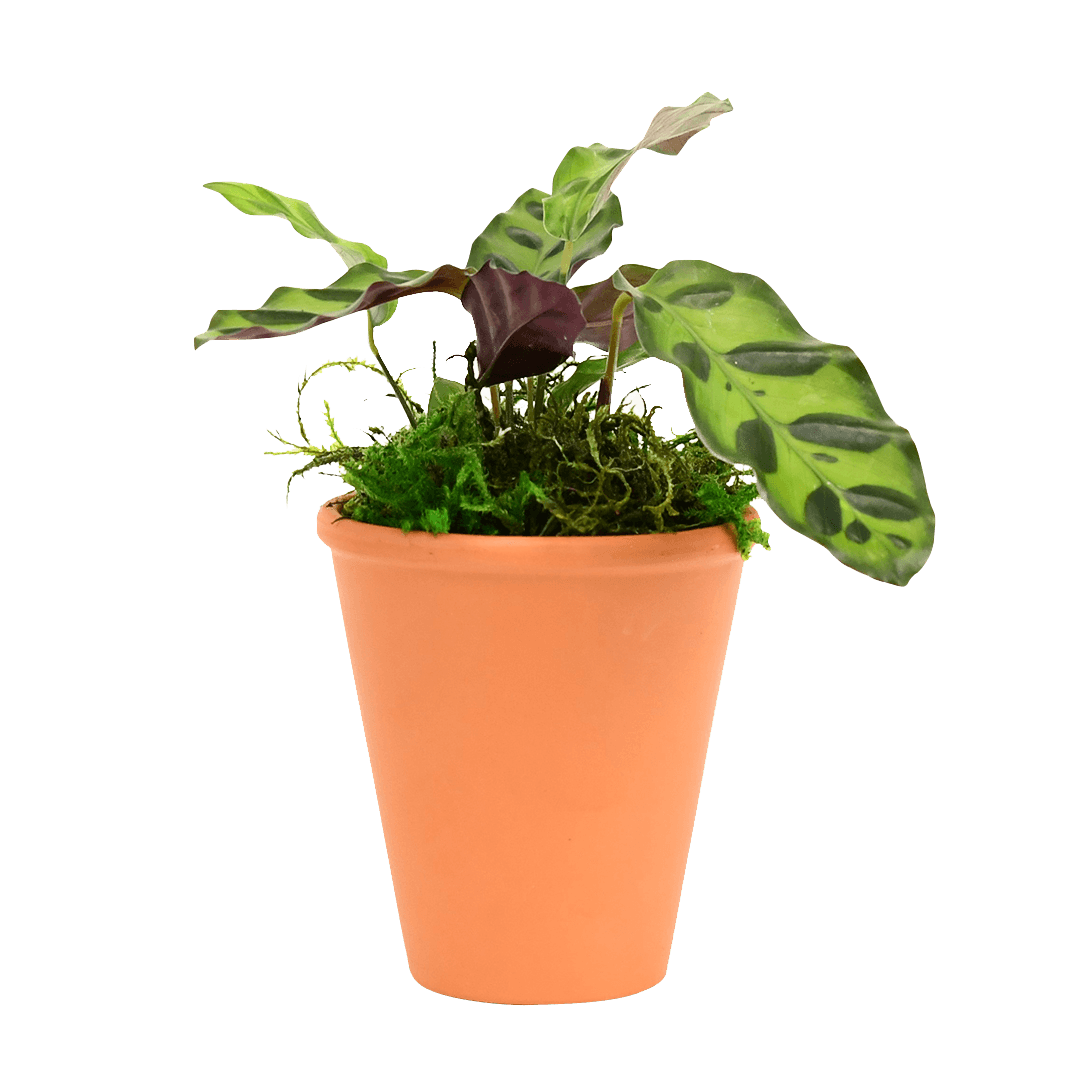 2.5" Calathea Rattlesnake image 0