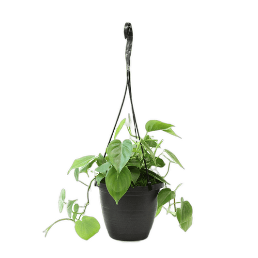 6.5" Philodendron Green Hanging Baskets image 0