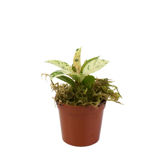 2.5" Rubber Plant Shivereana Moonshine image 0