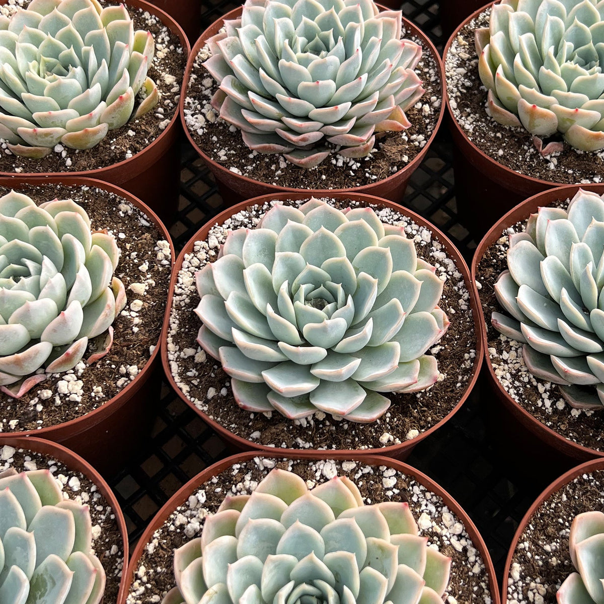 Echeveria Joselrin (6 inch) image 1