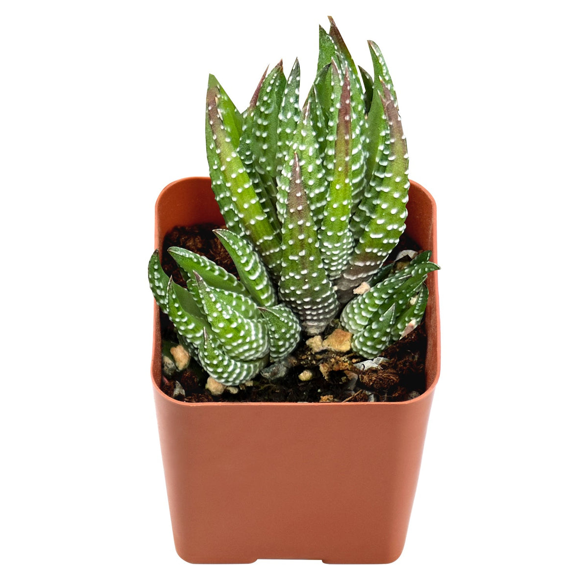 Haworthia coarctata image 1
