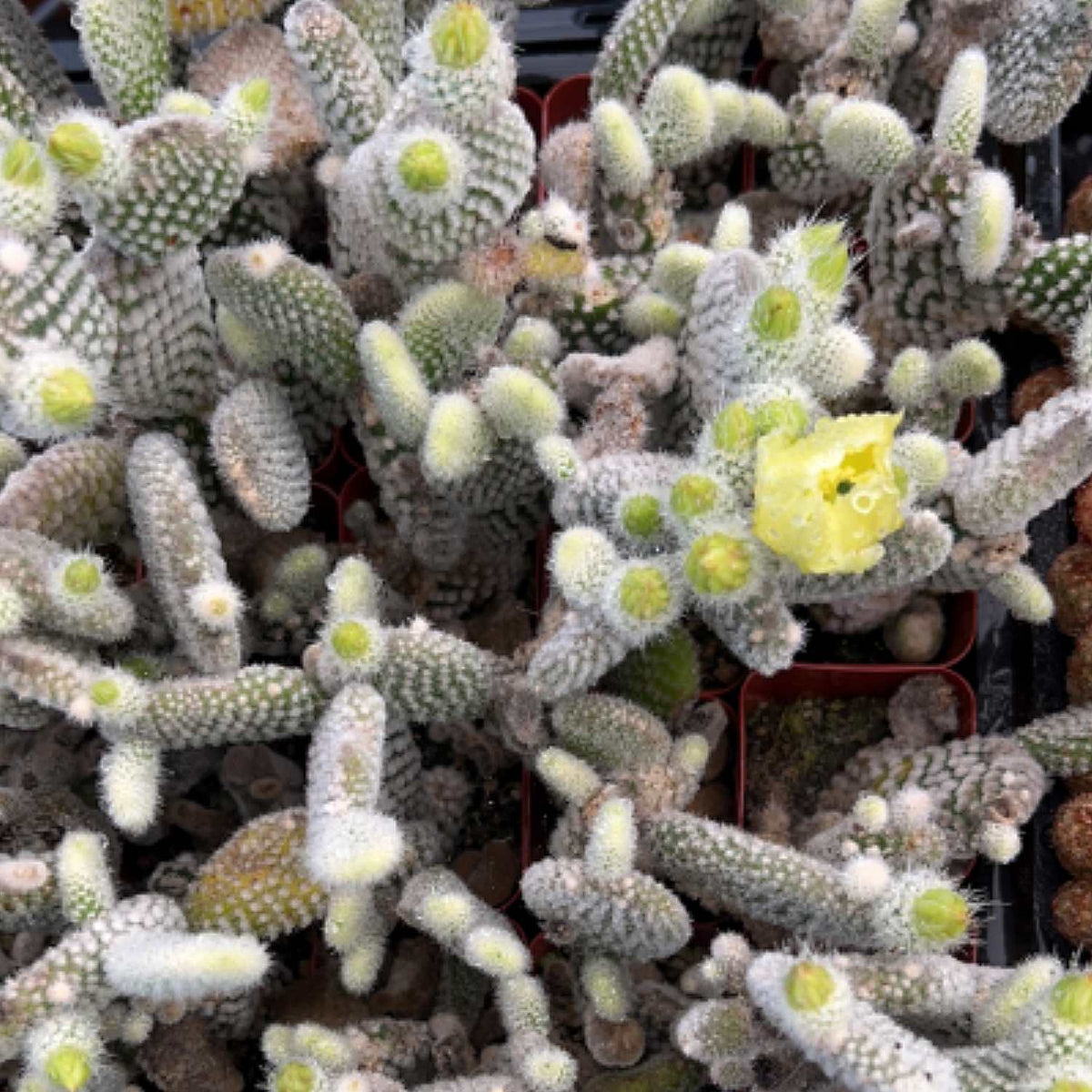 Opuntia microdasys albata 'Bunny Ears' image 1