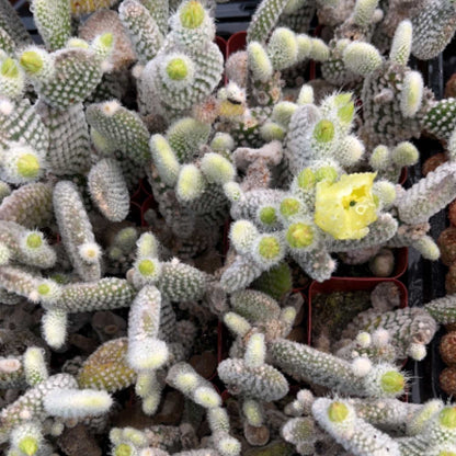 Opuntia microdasys albata 'Bunny Ears' image 1