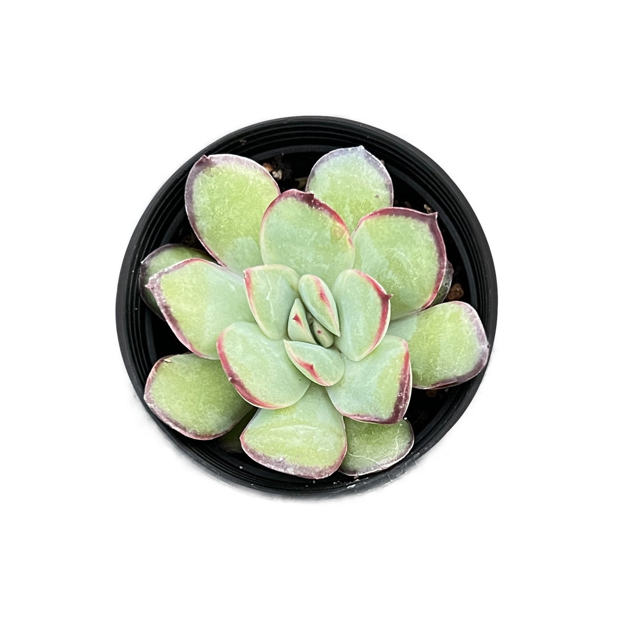 Echeveria Mexican Pulidonis image 0